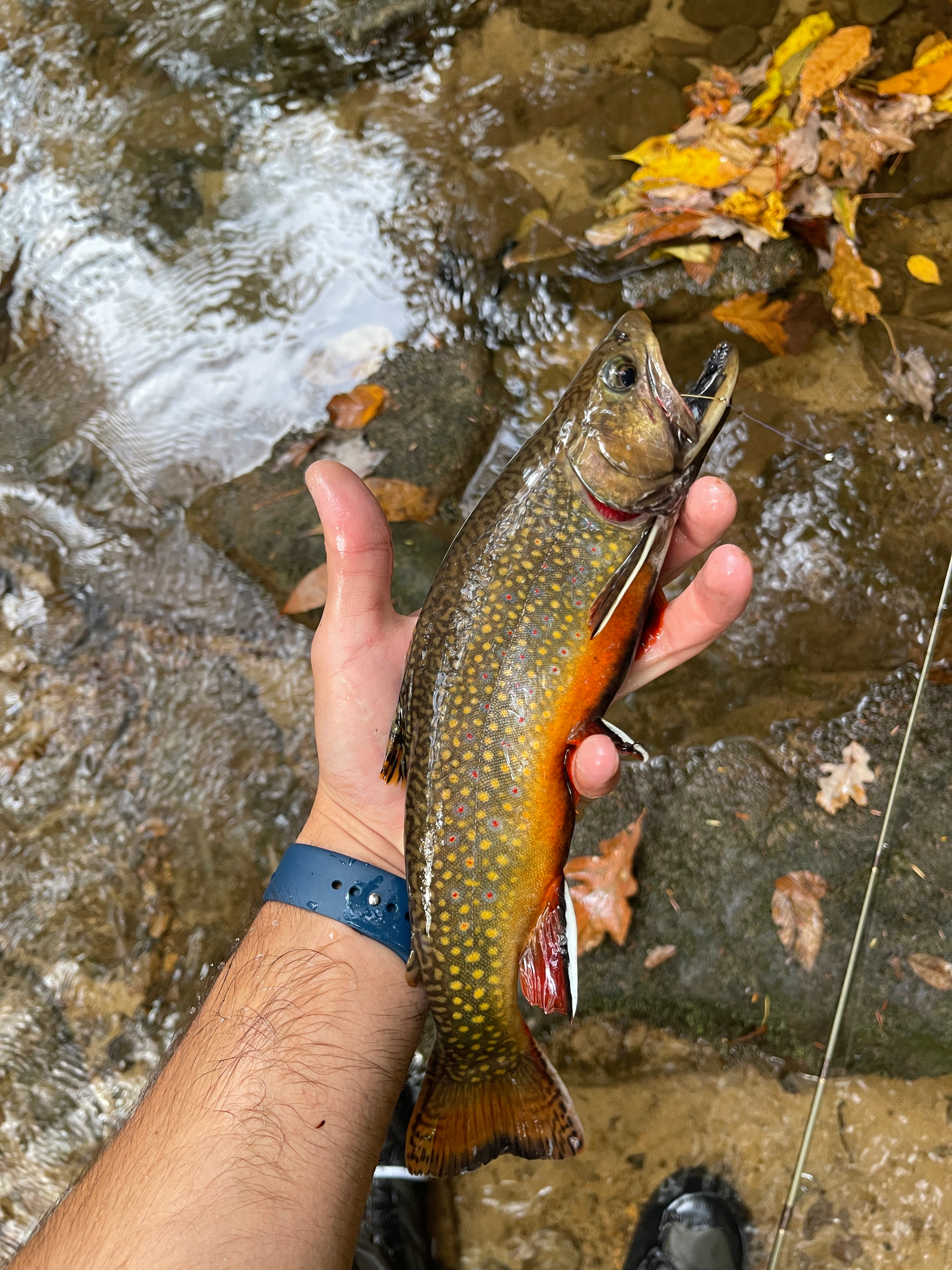Fish caught while fishing